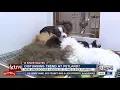 New undercover HSUS accuses Petland chain of having sick and dying puppies