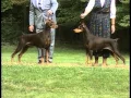Doberman Pinscher - AKC Dog Breed Series