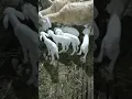 Download Lagu Bisa cepet kaya kalau semua ternak kaya gini 😅