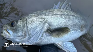 【ビッグベイト】【シーバス】初冬のビッグベイトシーバス×用水路でランカーシーバス捕獲【Japanese ranker sea bass bite】【monster】