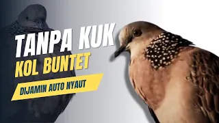 suara tekukur tanpa kuk kolbuntet dijamin langsung nyaut 