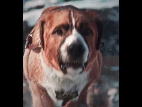 "The Moment Buck Became the Alpha"-MONTAGEM ROYAL (Slowed)#edits #shorts
