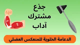 المنعكس العضلي الدعامة الخلوية للرسالة العصبية 