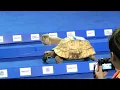 Tortoise vs Hare - Who Wins