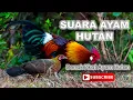 Download Lagu Suara Ayam Hutan Denak. Grade AAAA