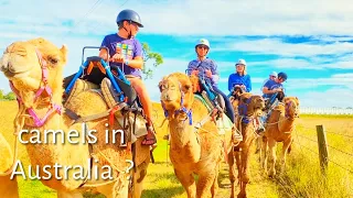 All things Australian and even a Camel Farm?  Ep 214