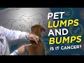 Download Lagu Is it Cancer? Pet Lumps \u0026 Bumps  - VetVid Episode 023