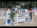 Download Lagu L-Stil Springen Al Ashar Vollblut-Araber - Arabian Horse - Show Jumping