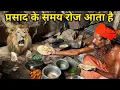Download Lagu सिद्ध पहाड़ी बाबा की कुटिया में जंगली जड़ी गंजेरुआ का साग और धूने के मोटे मोटे रामरोट टिक्कड़ प्रसाद