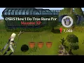 OSRS How I Do Tree Runs For Massive XP