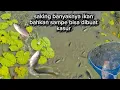 Download Lagu Mungkinkah INI yang punya tambak lagi Ulang Tahun 🤔! ikannya Berserakan dimana-mana jadi rebutan😲