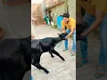 Download Lagu Yo Rohtak se 2#newsong #animalvideos #farming #animals #amitsainirohtakiya