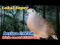 Download Lagu Suara Perkutut Lokal Gacor Cocok Untuk Pikat Burung di Alam