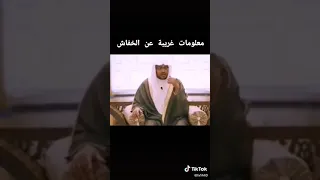 معلومات غريبه عن الخفاش دندنها