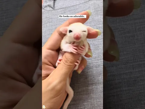 This family rescued a newborn sugar glider and raised it with love.