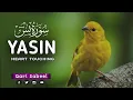 Download Lagu Surah Yasin (Yaseen) | By Hafiz sabeel Full with Arabic Taxt (HD)
