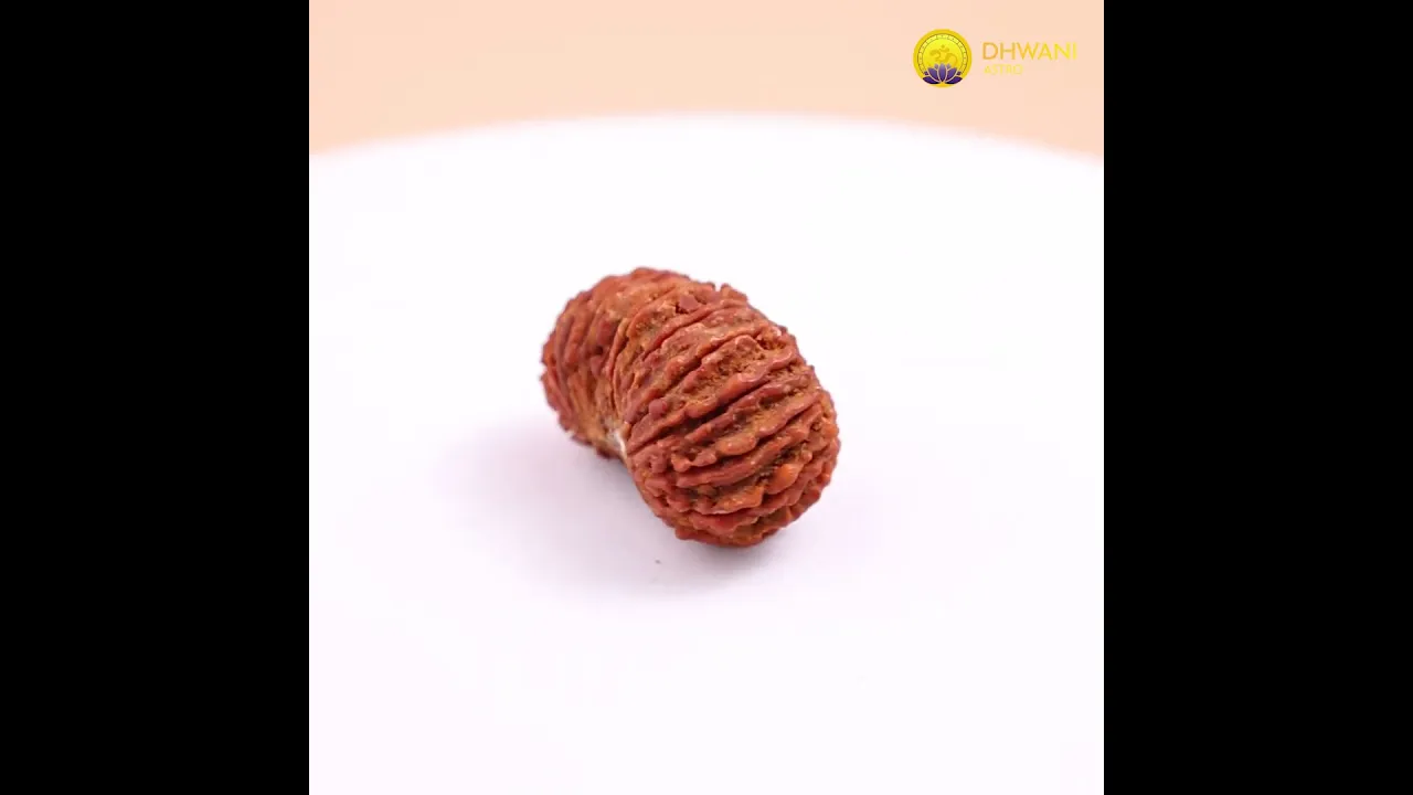 Nepali 24 Mukhi Rudraksha (Twenty-Fourth Faced)