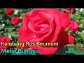 Download Lagu Kembang Ros Beureum Pongdut Bajidor
