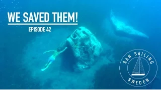 We saved them! – Ep. 42 RAN Sailing