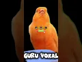 Lagu Kenari Gacor Guru Vokal Terbaik #kenarigacor #canary #birds