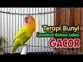 Download Lagu SUARA BURUNG LOVEBIRD NGEKEK PANJANG FIGHTER, SUARANYA AMPUH JADIKAN Lovebird Gacor NYAUT SEKETIKA