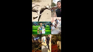 انقاذ الحصان منفى و الحصان دانى مش هتصدق النتيجة اخر الفيديو بعد يوم واحد من الحب 