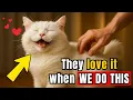 Download Lagu 10 Things Your Cat LOVES More Than Cuddles