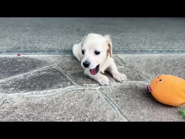 動画
