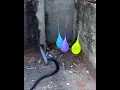 Download Lagu snake \