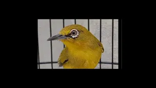 masteran pleci nembak muncang