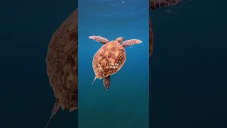 Sailing the Caribbean