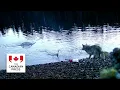 Video captures first evidence of possible tool-use by wolves in B.C.