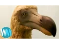 Download Top 10 Animals That Are Now Extinct Because of Humans mp4 3gp mp3 videos - waplic