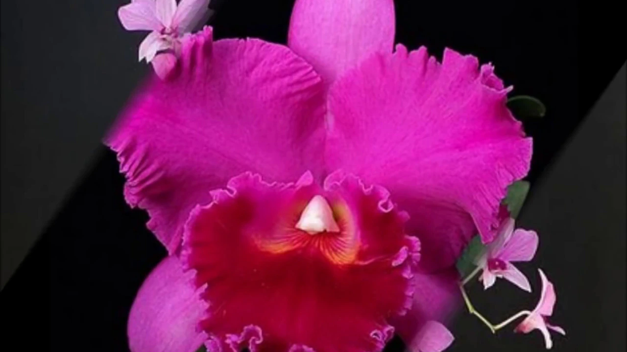TIPOS DE ORQUÍDEAS LEVYBURITI
