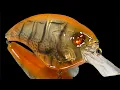 Lure Painting Custom Ghost Orange Craw using Whitmore Farm Stencils