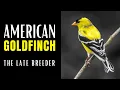 Download Lagu AMERIKAANSE PUTTER | De late broedster