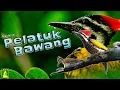 Lagu Masteran Pelatuk Bawang Gacor Panjang | Dengan Jeda
