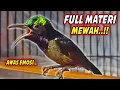Download Lagu MASTERAN KOLIBRI NINJA GACOR FULL ISIAN TONJOLAN MEWAH !! PANCINGAN KONIN FULL TEMBAKAN SULTAN
