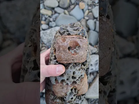 A quick fossil hunt pays off #fossils #geology #whale