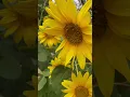 Lagu #sunflowers