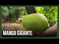 Lagu Manga tamanho família: fruta de 2,8 kg é colhida por uberlandense