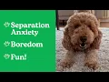 How to Stop Dog Barking in Seconds - 7 Expert Tips from Rover