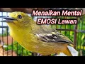 Download Lagu SIRTU GACOR PANDAI MENAIKAN MEMTAL EMOSI LAWAN - BIKIN SEMUA SIRTU/CIPOW CIPOH GACOR NYAUT