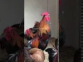 Feather Lover Farms Ayam Ketawa (Laughing Chicken)