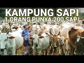Download Lagu VIRAL..! KAMPUNG PENUH RIBUAN SAPI LAGI VIRAL DI JAWA TIMUR