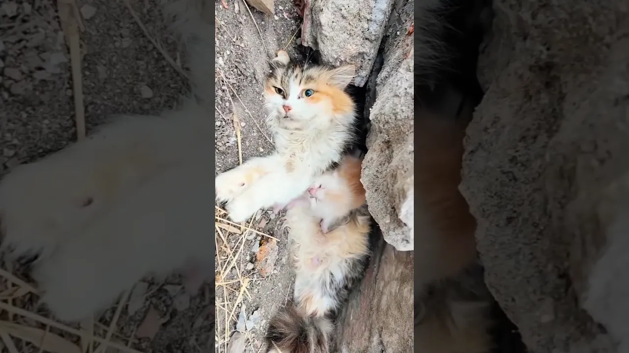 A Mother's Last Gift