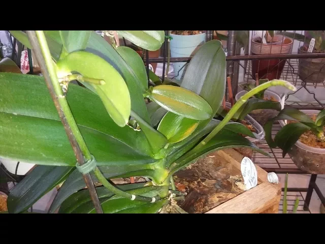 KEIKIS CON VARITA FLORAL/ ORQUIDEA PHALAENOPSIS