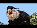 Download Lagu Burung elang terlalu dekat dengan sarang burung srigunting ‼️ ini akibatnya