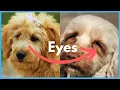 Cockapoo vs Cavapoo - 10 Similarities Differences
