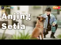 Download Lagu 【FULL】Dihajar Seluruh Desa, Anjing Ini Rela Menjadi Penyelamat dengan Menguji Racun Demi Nyawa Warga